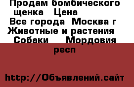 Продам бомбического щенка › Цена ­ 30 000 - Все города, Москва г. Животные и растения » Собаки   . Мордовия респ.